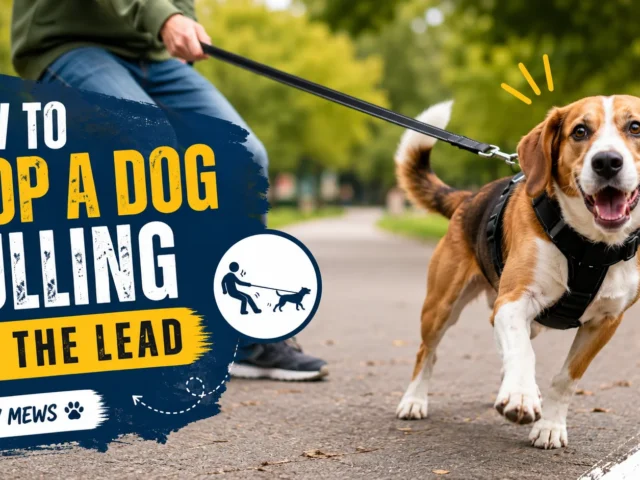 How to Stop a Dog Pulling on the Lead