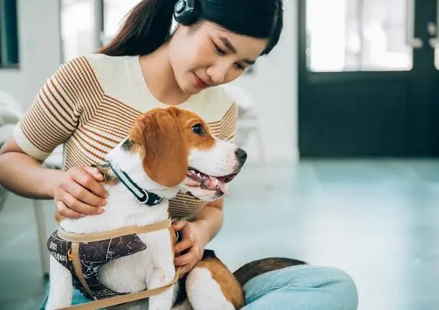 Best Pet Insurance UK: A Guide for Pet Owners