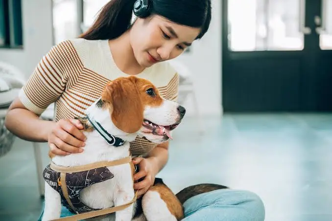 Best pet insurance UK