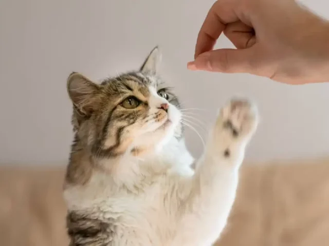 Can Cats Eat Cheese? A UK Cat Owner’s Guide
