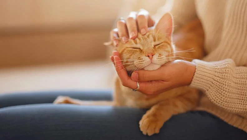 How to Work Out What Your Cat Is Trying to Tell You