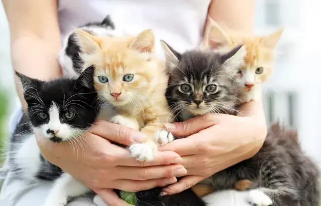 How to Introduce Cats: A Calm UK Guide