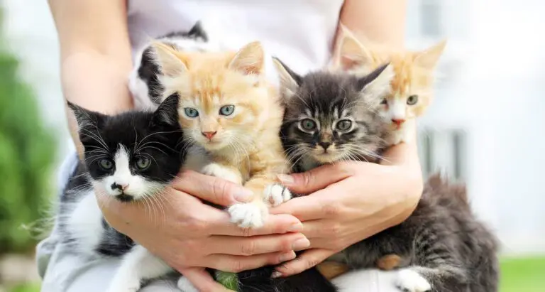 How to introduce cats
