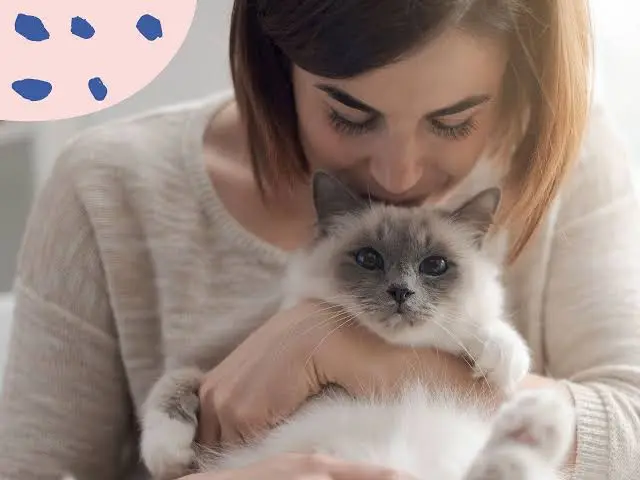 Important Considerations for UK Cat Owners