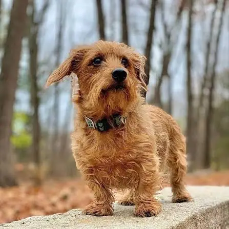 Dorky Dog Guide: Dorkie Breed, Care, Names & Personality