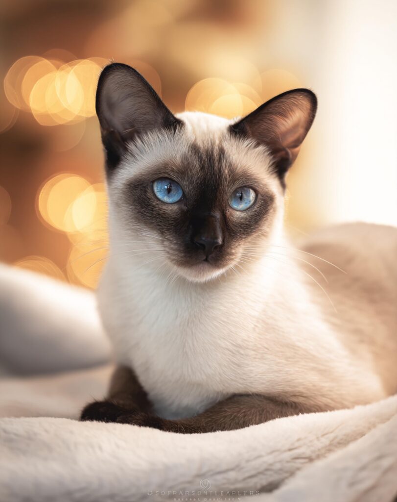 siamese cat