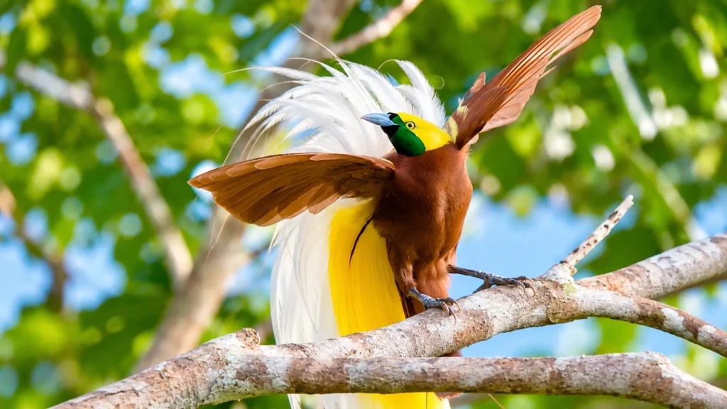 birds of paradise