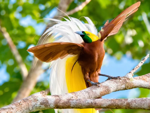 Birds of Paradise: Plant Care & Pet Safety